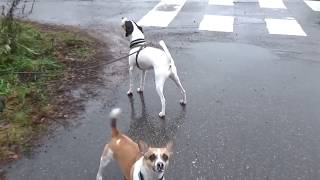 preview picture of video 'Espanjan rescue-koirien muutos koulutuksella, Koirakoulu Homeetta'
