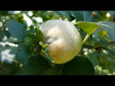 Sunete relaxante la tara in livada Antistres