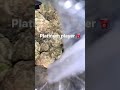 Platinum player weed strain 🔥
