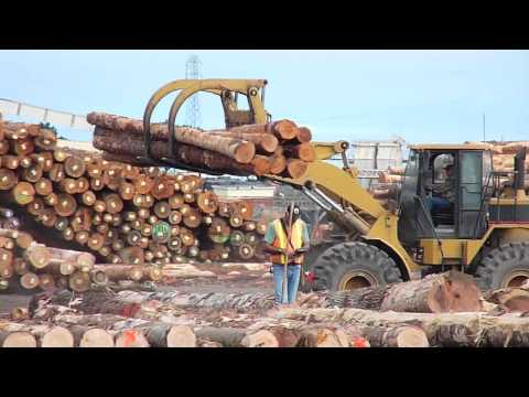 Cat 966G front end loader with grapple attachment moving logs
