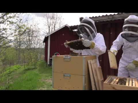 Biodling -Första skattlådan