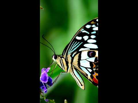 Flying Fox One - Flame Of Mele