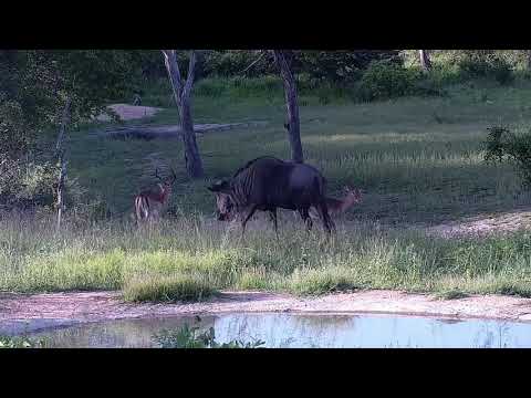 Djuma: Wildebeests bull and Impalas - 17:36 - 12/28/21