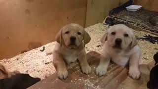 Video preview image #6 Labrador Retriever Puppy For Sale in MORGANTOWN, PA, USA
