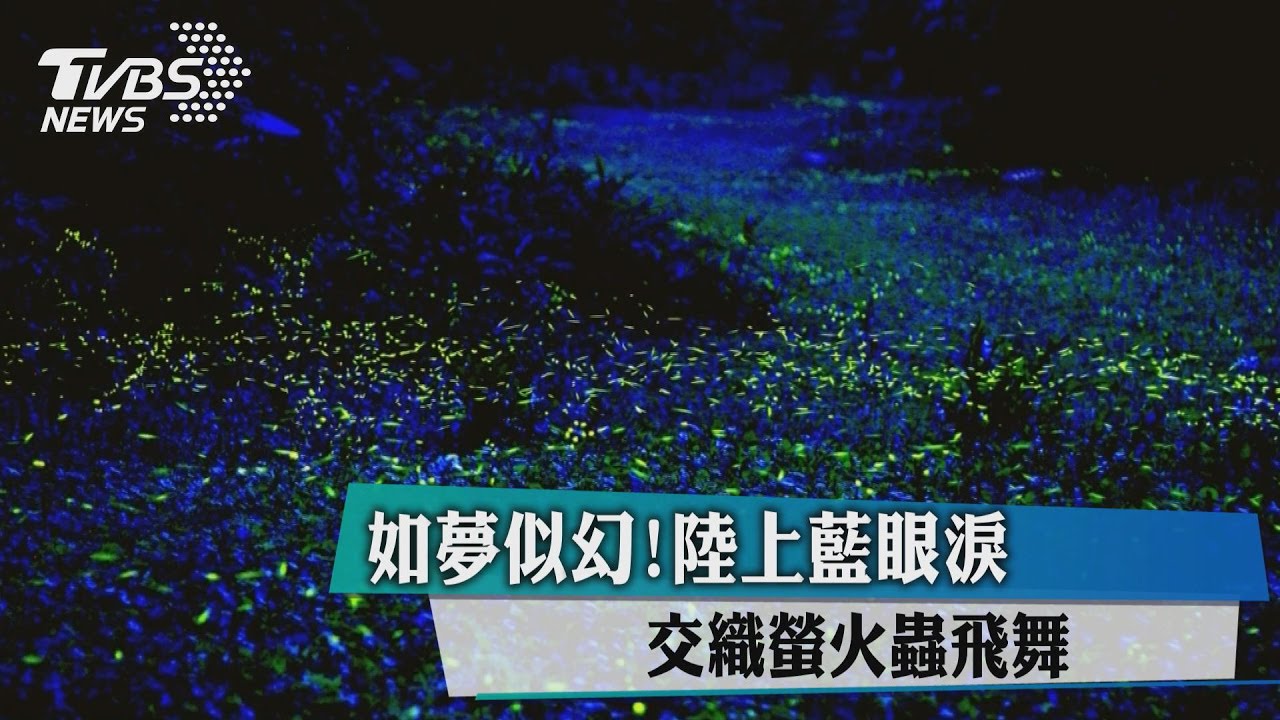 美翻了!如夢似幻「陸上藍眼淚」 交織螢火蟲飛舞