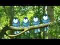 In The Night Garten BLUE BIRDS SONG