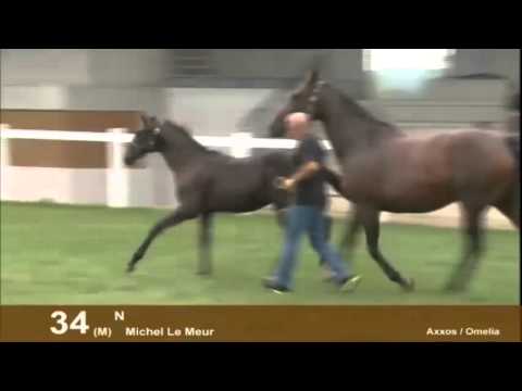 Show AQPS du Lion d'Angers 2012 - Section 4