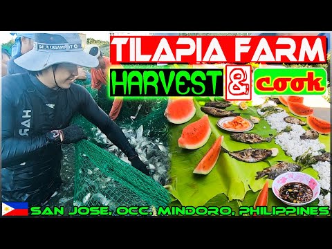 EP41 - Tilapia Farm Harvest & Cook | Family Boodle Fight