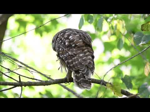 Barred Owl eats a Frog