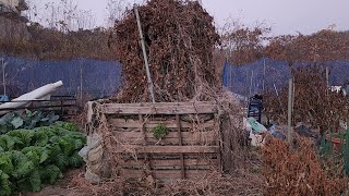 큰 파렛트 4개를 묶어서 긴마,도라지,더덕 심은지 3년째!! 내일 수확해서 보여드리겠습니다.