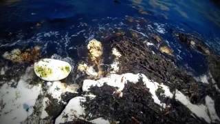 Kopia filmu Flamborough Head