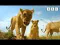 Baby Warthogs Vs Pride Of Lions Serengeti BBC
