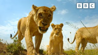 Download lagu Baby warthogs vs pride of lions | Serengeti - BBC mp3