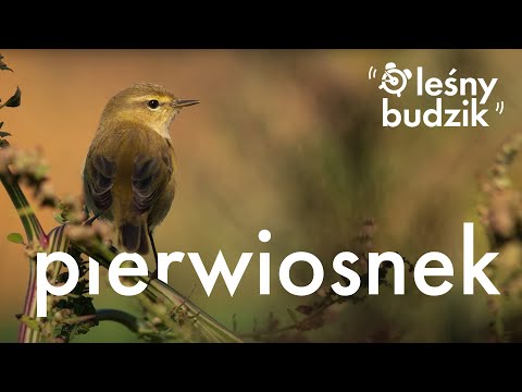 Leśny budzik - Pierwiosnek