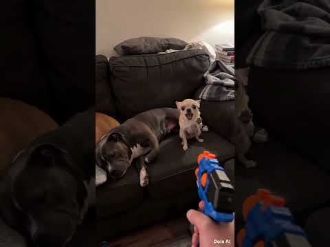 Tiny Dog’s Funniest Reaction 😂🐶