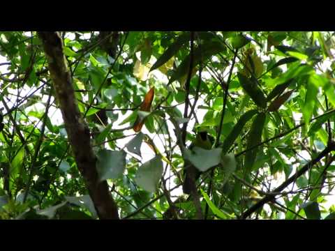 Listárik modrokrídly (Chloropsis cochinchinensis) — starostlivosť, voliéra a kŕmenie