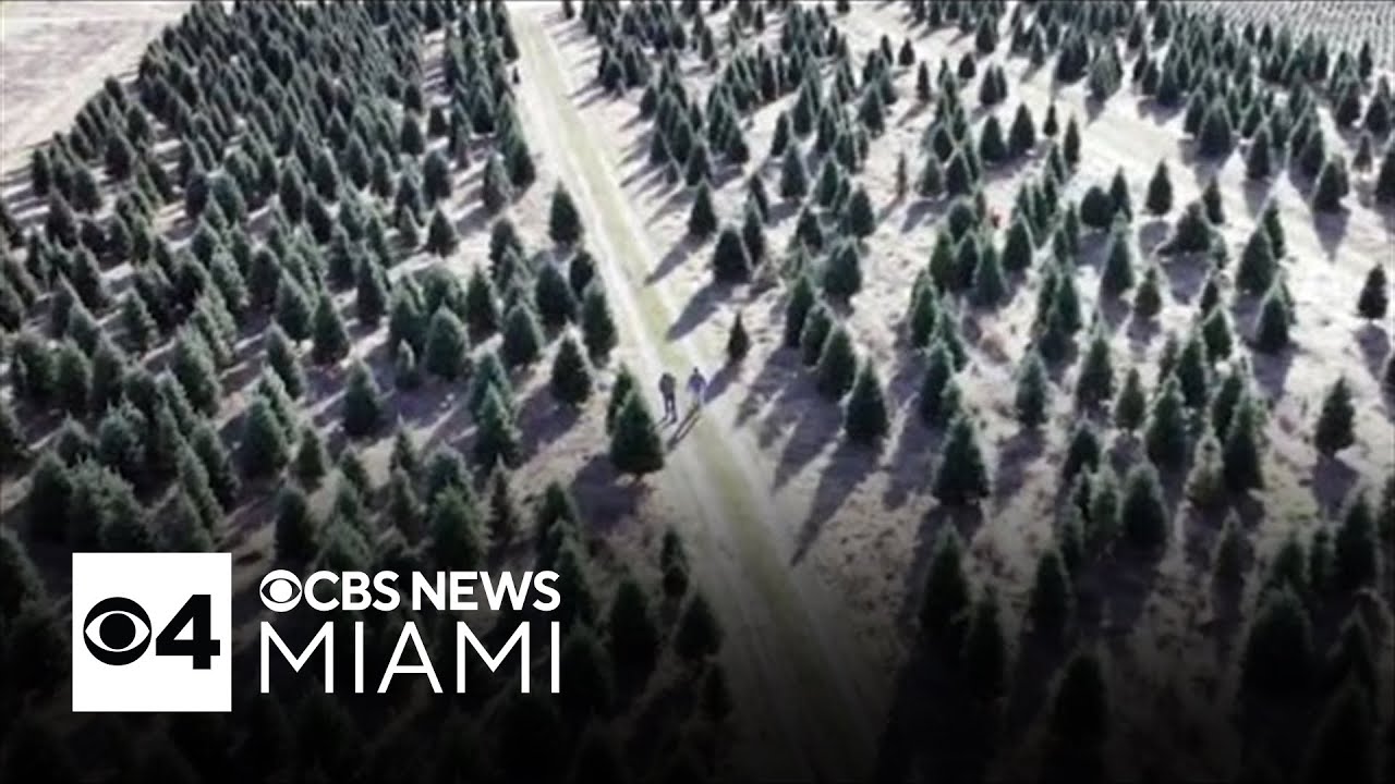 Tariffs could make real Christmas trees more popular this year