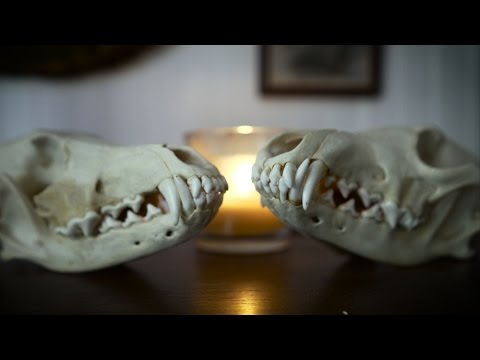 Video thumbnail for Shelf