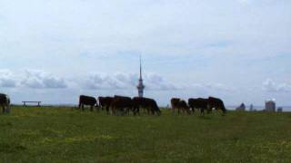 preview picture of video 'Cows at Mount Eden in front of the city with Sky Tower, Auckland, New Zealand'