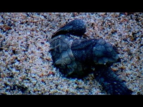 Birth of a turtle