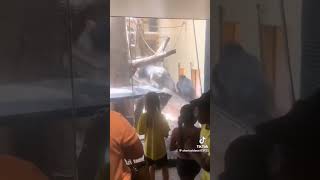 ゴリラの喧嘩が怖すぎ！　#衝撃映像  #tiktok