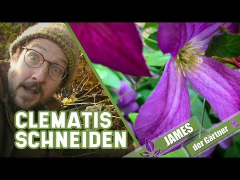 , title : 'Wie und wann schneidet man spätblühende Clematis zurück? | James der Gärtner'