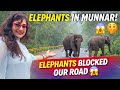 Elephants Blocked Our Road Munnar Travel Vlog