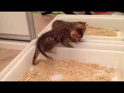 Great Bengal - kitten trying to use the litter box