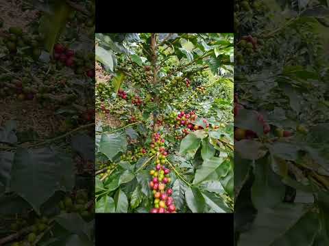 VENTA DE FINCA CAFETERA EN SAN ROQUE ANT, BUEN TERRENO Y BUENAS AGUAS INTERNAS. VALOR: 500.000.000