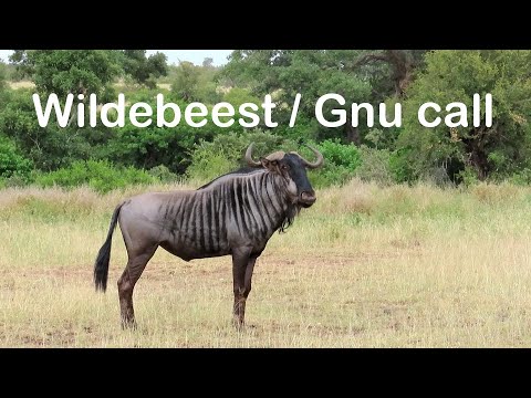 Gnu, or Wildebeest call / sound