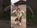 Cat Dance Shorts Cat Pet Dance Comedy