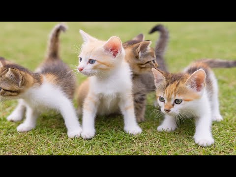 Kittens Playing with Baby Goats, Ducklings, Bunnies, Puppies & Piglets – Cute Cat Sounds!