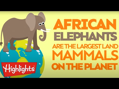 Zoo Animals 04 | Learning for Kids | Highlights Kids - Kingdom Kids Zone, Little Learners - Highlights Kids