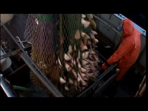 Sea the Truth