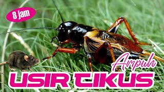 Download lagu Effectively Repelling | Rats Rat Repellent Crickets mp3