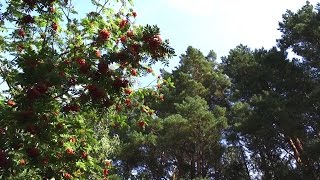 Биостанция на озере Кучак