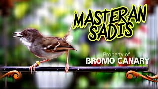 Download lagu Suara PRENJAK JALI Gacor❗Cocok Buat MASTERAN Burung Apa Saja mp3 Download lagu Suara PRENJAK JALI Gacor❗Cocok Buat MASTERAN Burung Apa Saja mp3