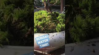 Bonsai Water Time #itsjustwater #water #bonsai #moss