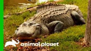 Giant Alligator Attacks Pets In Residential Area | Lone Star Law