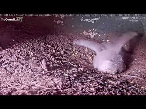 White-tailed Tropicbird Chick Stretches And Flaps Little Wings – May 13, 2021