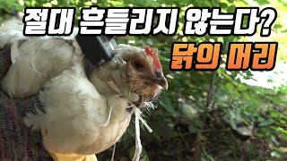 흔들림 없는 동물성 카메라, 닭캠?  / YTN 사이언스