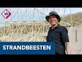 Strandbeesten 'swingen' mee met dansers op Zuiderstrand - OMROEP WEST