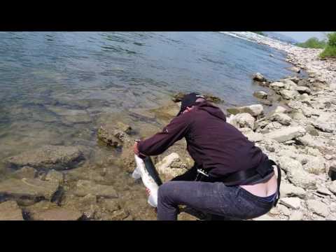 Zander, smuđ, sander lucioperca....80cm C&R :)