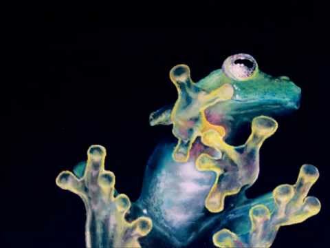 Audiowarp - Bassfrog