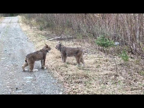 12 SCARY Bobcat Videos to Make You Run the Other Way!