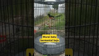 Download lagu Murai batu mental baja#burung #kicaumania mp3 Download lagu Murai batu mental baja#burung #kicaumania mp3