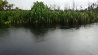 preview picture of video 'Toman Black River Sebangau'