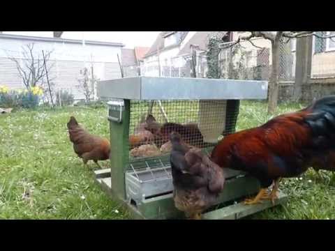 Hühnerfutter - Tutorial