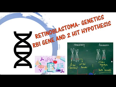 RB1 gene, Retinoblastoma Genetics, 2 hit model