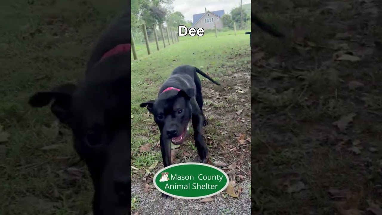 Enlarge Dee, a Adoptable mixed breed in Maysville, KY video 2/2